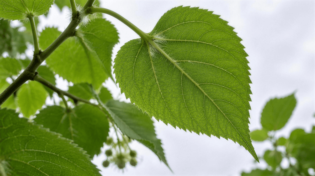 Tilia cordata, platyphyllos, × europaea : quel tilleul est dans votre sachet - Herboristerie de Paris