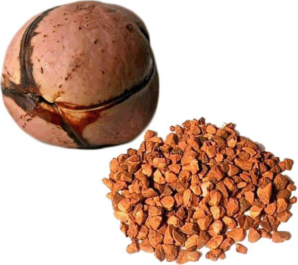 Kolatier Graine dite Noix coupée 100g Herboristerie de Paris - Herboristerie de Paris