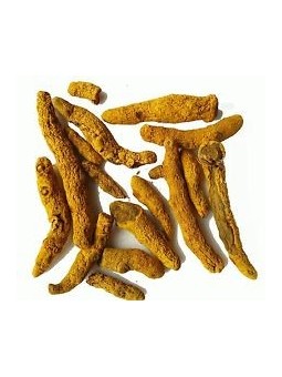 Curcuma Madras Rhizome bio 100 gr Herboristerie de Paris foie articulations