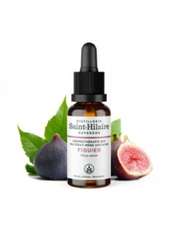 Macérat de Bourgeons de Figuier bio 30ml Distillerie Saint Hilaire Herboristerie de Paris