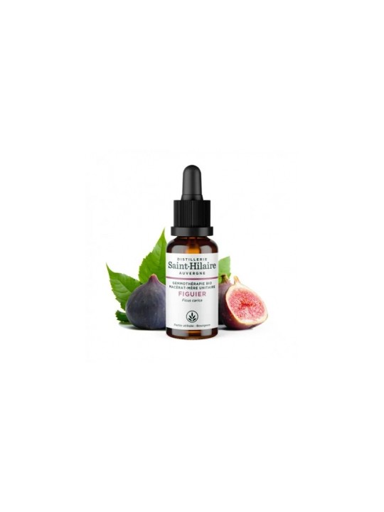 Macérat de Bourgeons de Figuier bio 30ml Distillerie Saint Hilaire Herboristerie de Paris