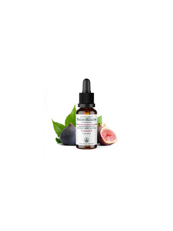 Macérat de Bourgeons de Figuier bio 30ml Distillerie Saint Hilaire Herboristerie de Paris