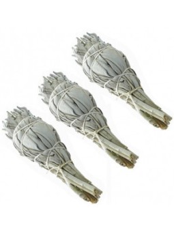 Sauge blanche de Californie lot de 3 Esprit phyto
