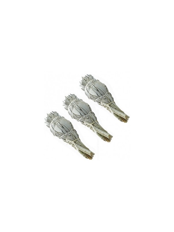 Sauge blanche de Californie lot de 3 Esprit phyto