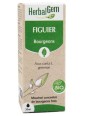Extrait de bourgeons de Figuier bio 50 ml Herbalgem tranquillise Herboristerie de paris