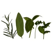 Tisanes de Plantes médicinales en vrac sur l'Herboristerie de Paris 