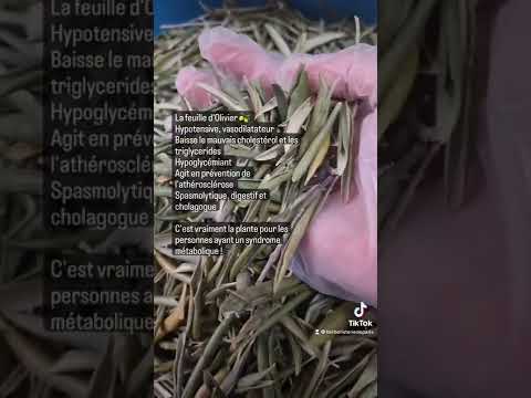 Olivier feuille coupée BIO 100g Herboristerie de Paris