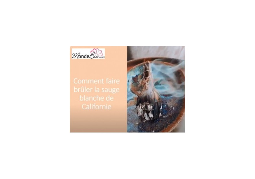 La magie de la Sauge à brûler, la sauge Blanche de Californie Salvia apiana