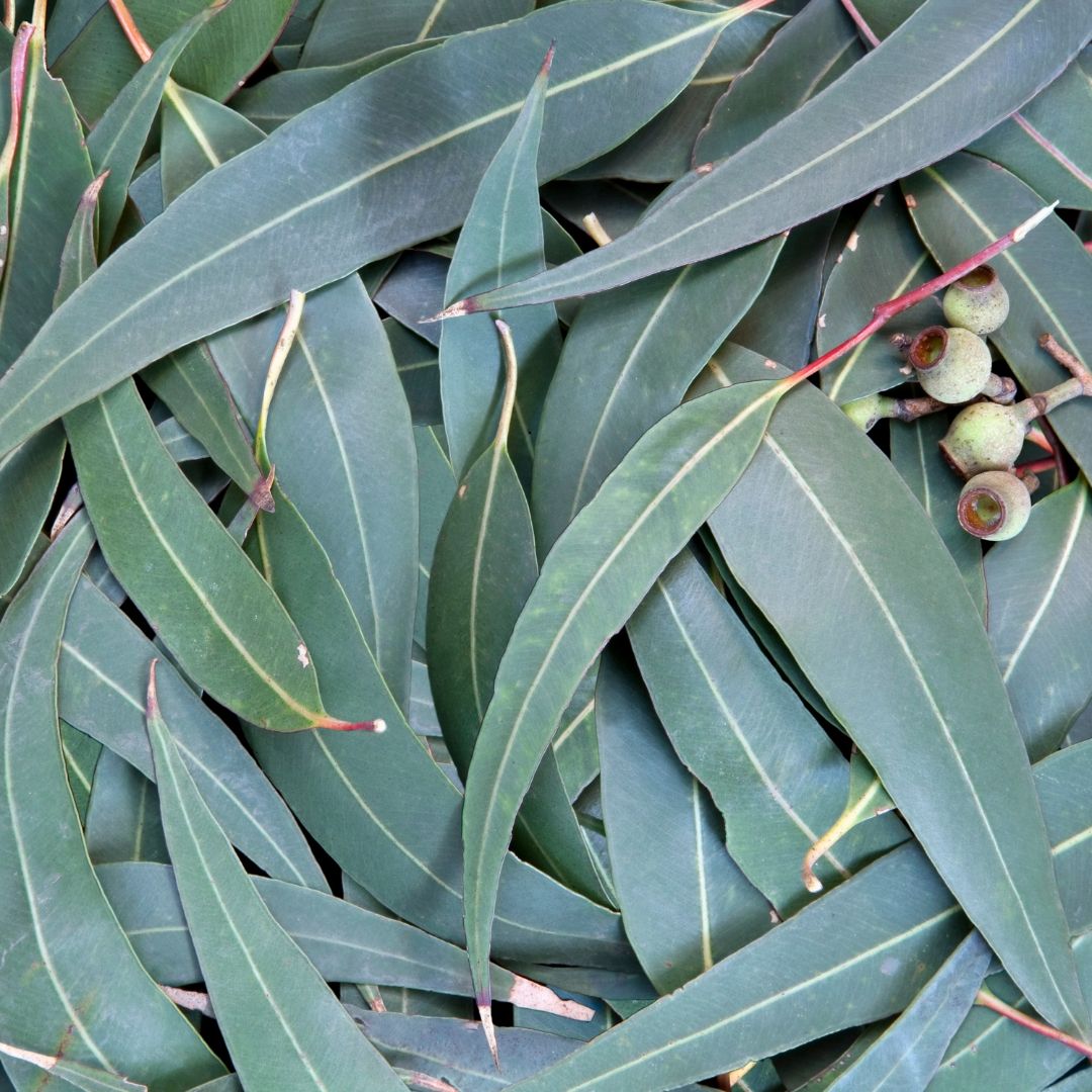 L'Eucalyptus globulus de l'Herboristerie aide au maintien de la santé respiratoire dans cette infusion contre les maux de l'hiver